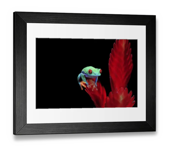Framed Print : Red-eyed tree frog (Agalychnis callidryas)