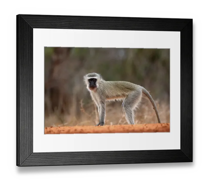 Framed Print : Vervet Monkey (Chlorocebus pygerythrus)