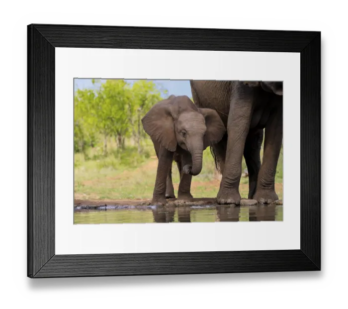 Framed Print : African elephant (Loxodonta africana)