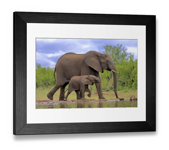 Framed Print : African elephant (Loxodonta africana) Framed Print : African elephant (Loxodonta africana)