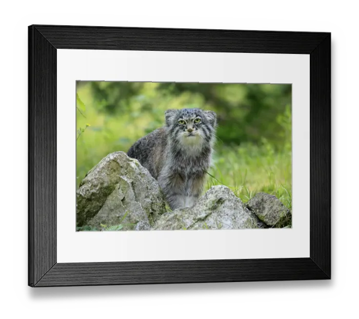 Framed Print : Manul (Otocolobus manul), Pallas's cat Framed Print : Manul (Otocolobus manul), Pallas's cat