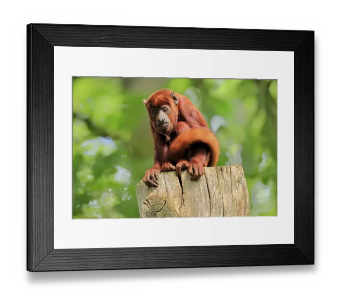Framed Print : Venezuelan red howler, (Alouatta seniculus)
