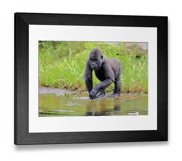 Framed Print : Western gorilla (Gorilla gorilla)