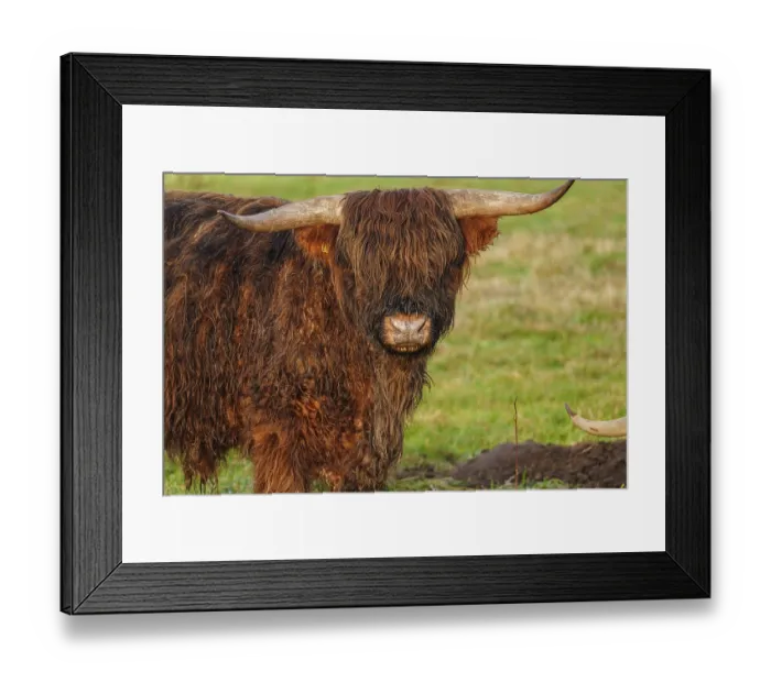 Framed Print : Close-up of a Highland cattle with visible horns and shaggy fur
