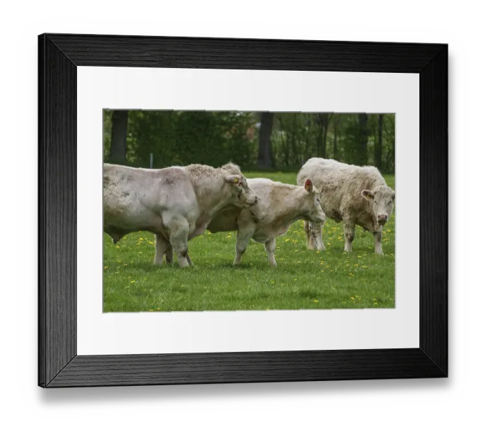 Framed Print : Three cows grazing and interacting peacefully in green surroundings