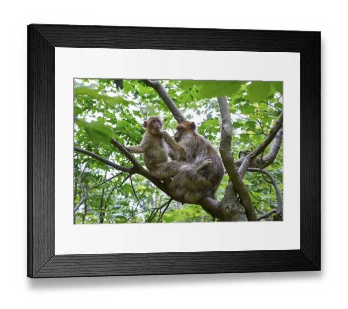 Framed Print : Barbary apes macaca sylvanus macaque monkeys outdoor