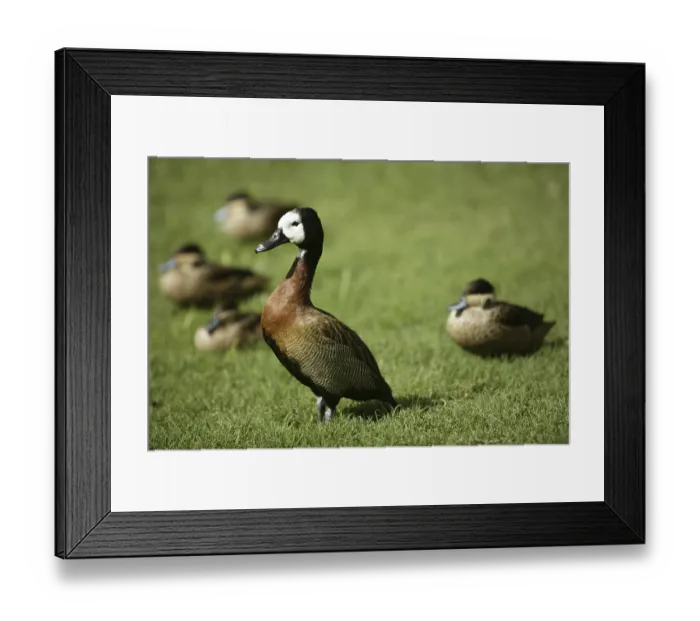 Framed Print : White faced Whistling duck from Madagascar with white neck feathers over the grass