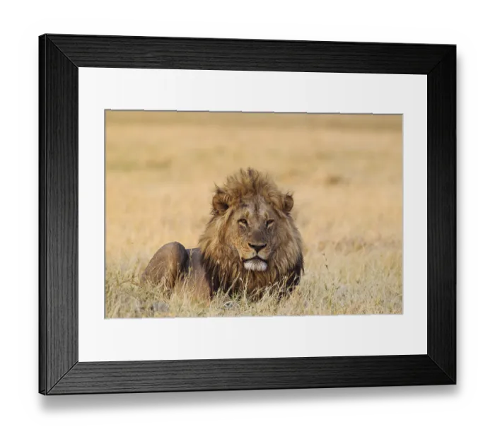 Framed Print : Lion (Panthera leo), resting male at dawn Framed Print : Lion (Panthera leo), resting male at dawn
