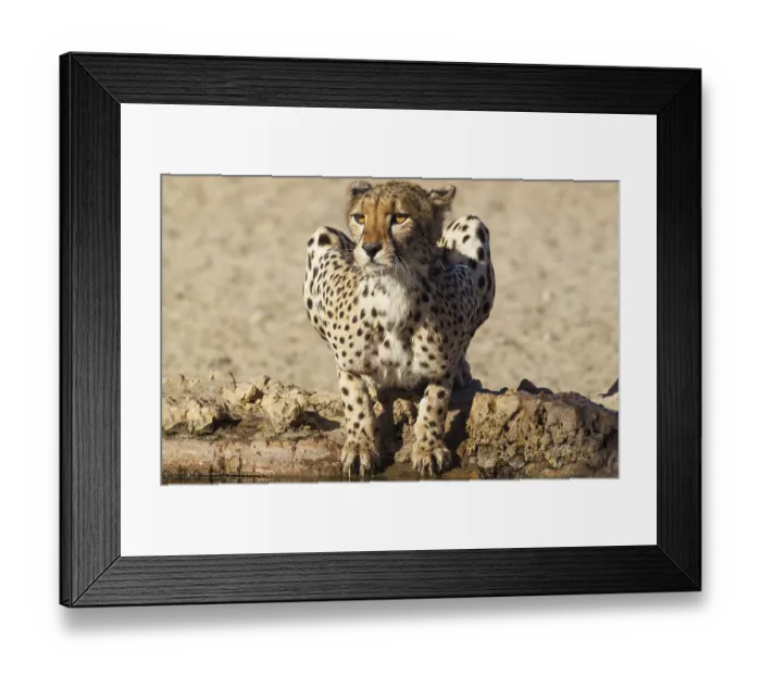 Framed Print : Cheetah (Acinonyx jubatus), female at a waterhole Framed Print : Cheetah (Acinonyx jubatus), female at a waterhole