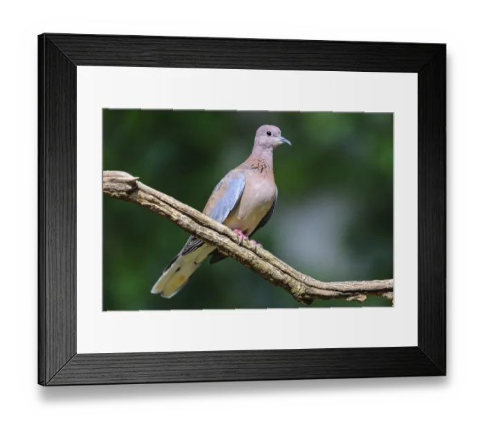 Framed Print : Laughing dove (Streptopelia senegalensis) sits on branch