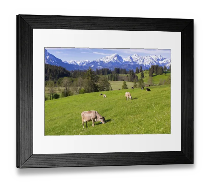 Framed Print : Dairy cows on a pasture, snow-covered mountains