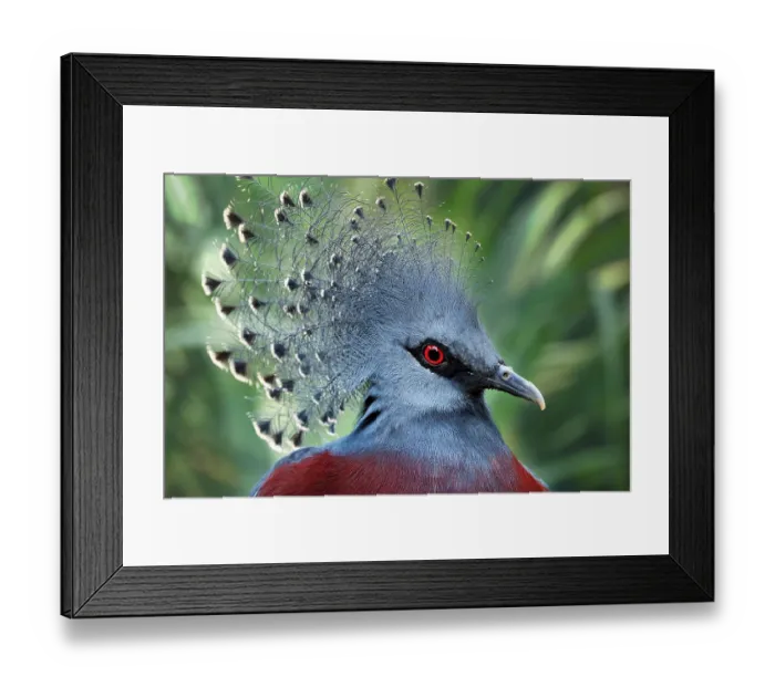 Framed Print : Southern Crowned Pigeon (Goura scheepmakeri)