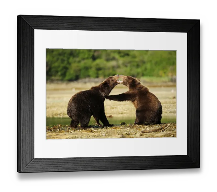Framed Print : Two Brown Bears (Ursus arctos) play-fighting with each other Framed Print : Two Brown Bears (Ursus arctos) play-fighting with each other