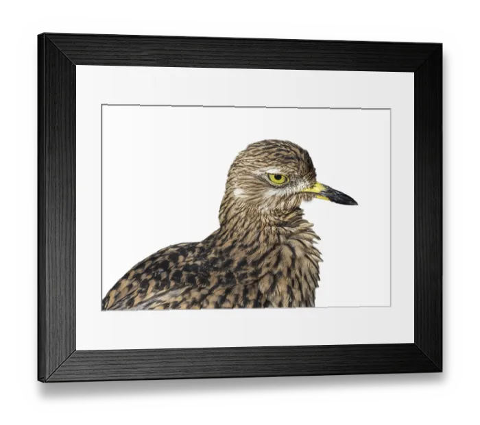 Framed Print : Spotted thick-knee (Burhinus capensis) Framed Print : Spotted thick-knee (Burhinus capensis)