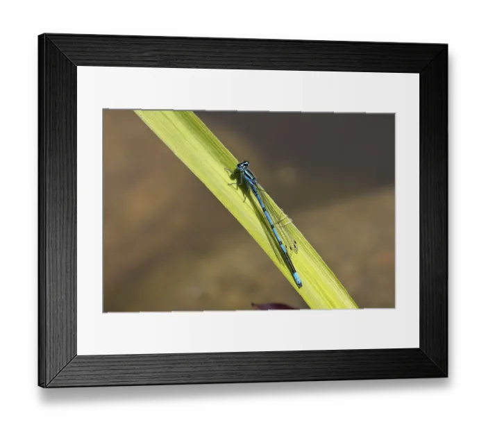 Framed Print : Azure Damselfly, male, (Coenagrion puella) Framed Print : Azure Damselfly, male, (Coenagrion puella)