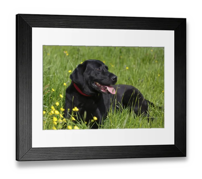 Framed Print : Black Labrador Retriever (Canis lupus familiaris)