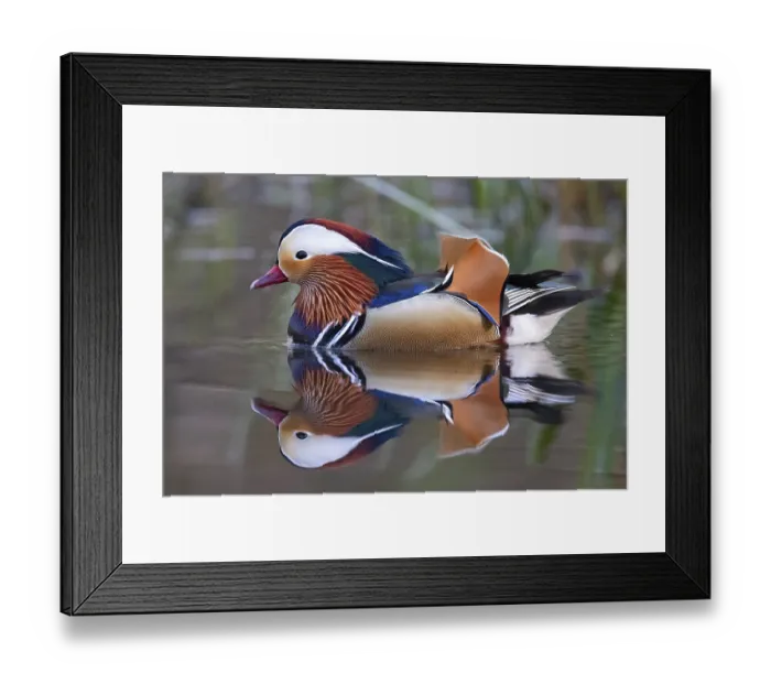 Framed Print : Mandarin ducks (Aix galericulata) Framed Print : Mandarin ducks (Aix galericulata)