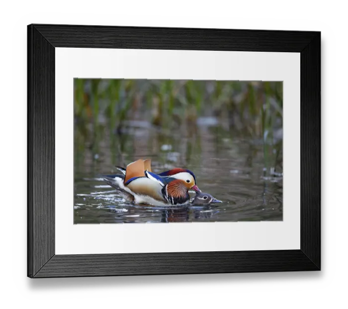 Framed Print : Mandarin ducks (Aix galericulata) pair Framed Print : Mandarin ducks (Aix galericulata) pair