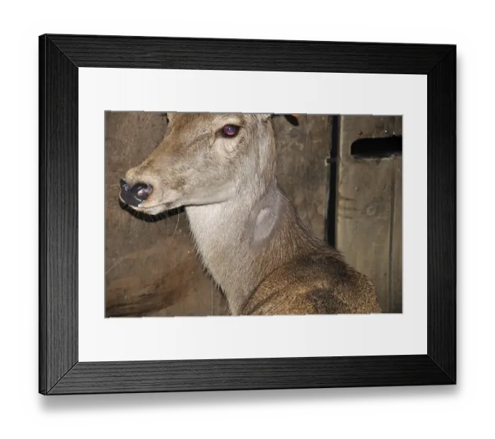 Framed Print : Red deer hind with lump on shaved part of neck as a reaction to tuberculosis test