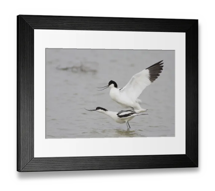 Framed Print : Pairing of two Pied Avocets (Recurvirostra avosetta)