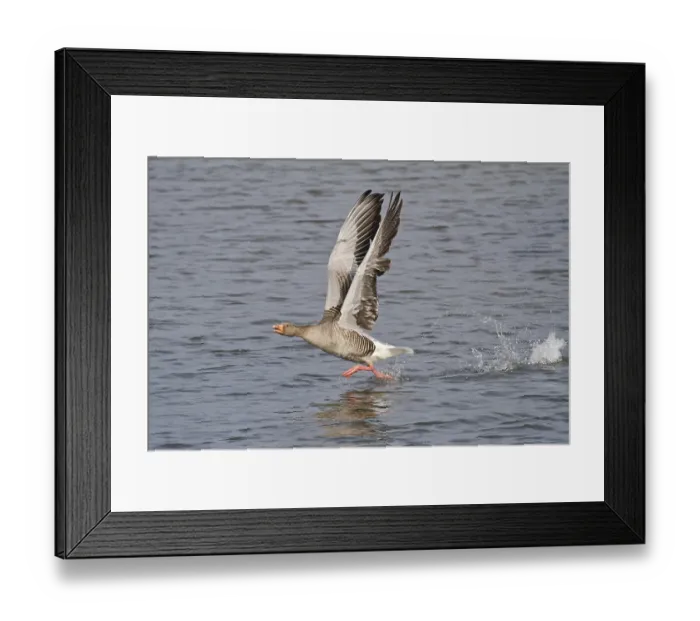 Framed Print : Greylag Goose (Anser anser) taking off from water