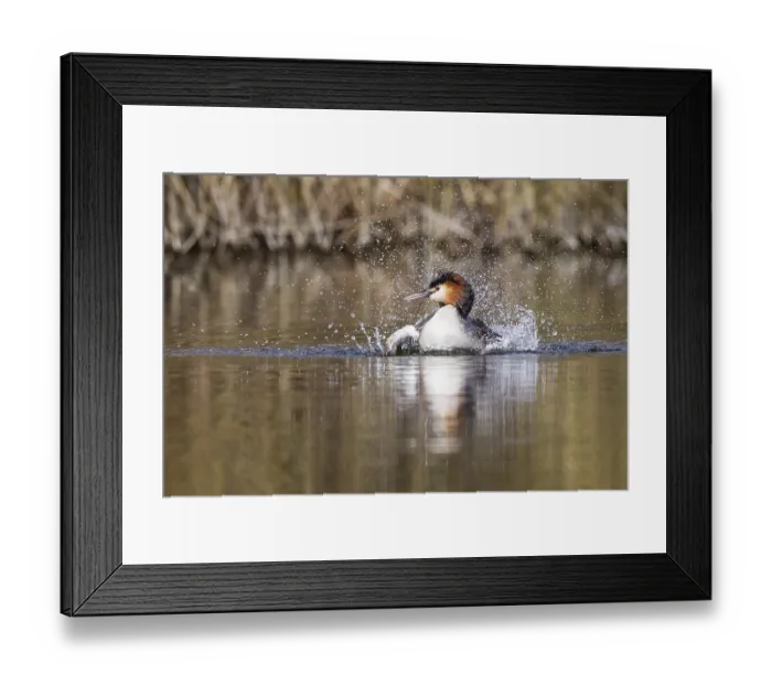 Framed Print : Great-crested Grebe (Podiceps cristatus)