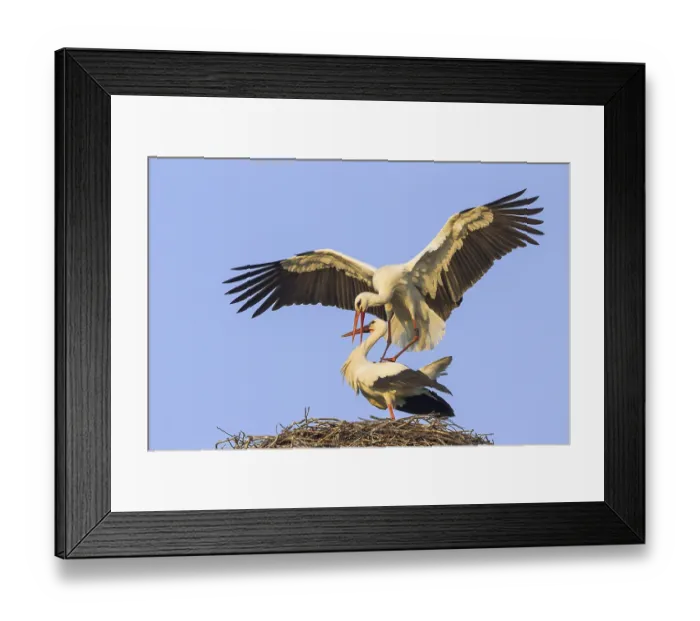 Framed Print : White Storks (Ciconia ciconia) Framed Print : White Storks (Ciconia ciconia)