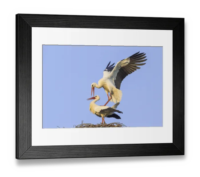 Framed Print : White Storks (Ciconia ciconia)