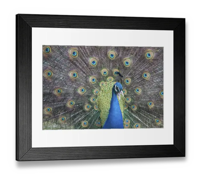Framed Print : Indian Peafowl or Blue Peafowl (Pavo cristatus) Framed Print : Indian Peafowl or Blue Peafowl (Pavo cristatus)