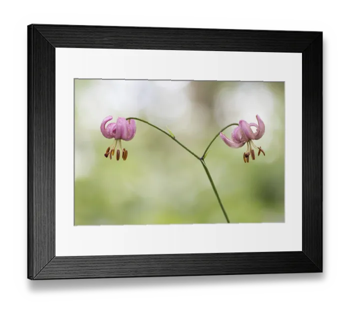Framed Print : Turk's cap or martagon lily (Lilium martagon)