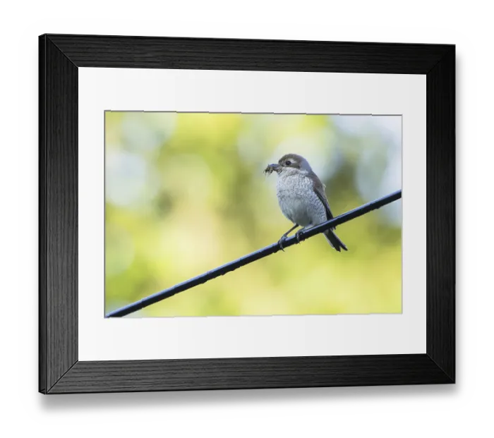 Framed Print : Red-backed shrike (Lanius collurio) Framed Print : Red-backed shrike (Lanius collurio)