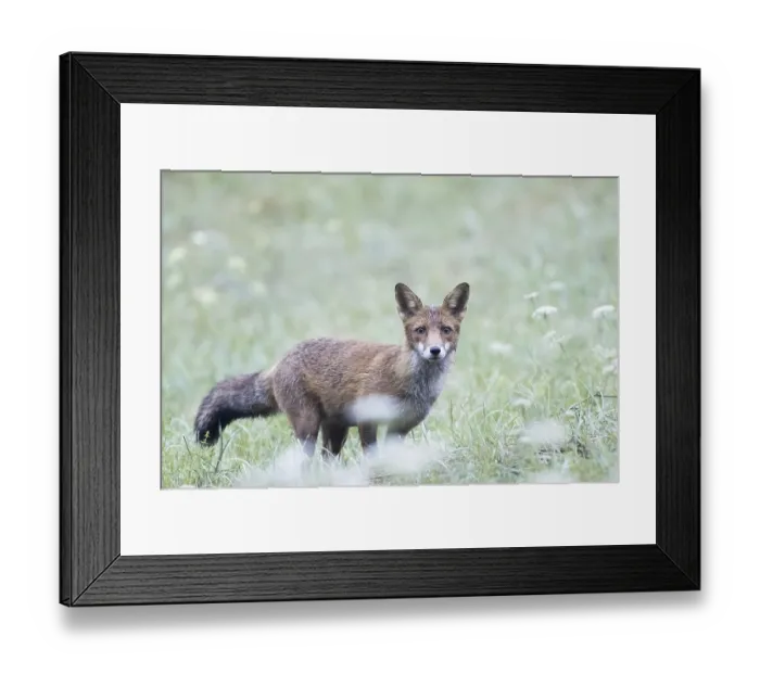 Framed Print : Red fox (Vulpes vulpes) in a meadow