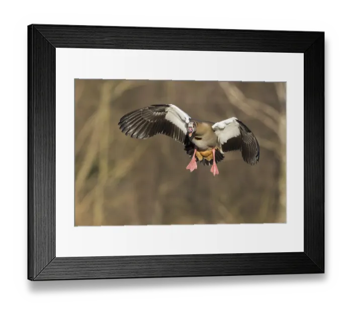 Framed Print : Egyptian Goose (Alopochen aegyptiacus) in flight