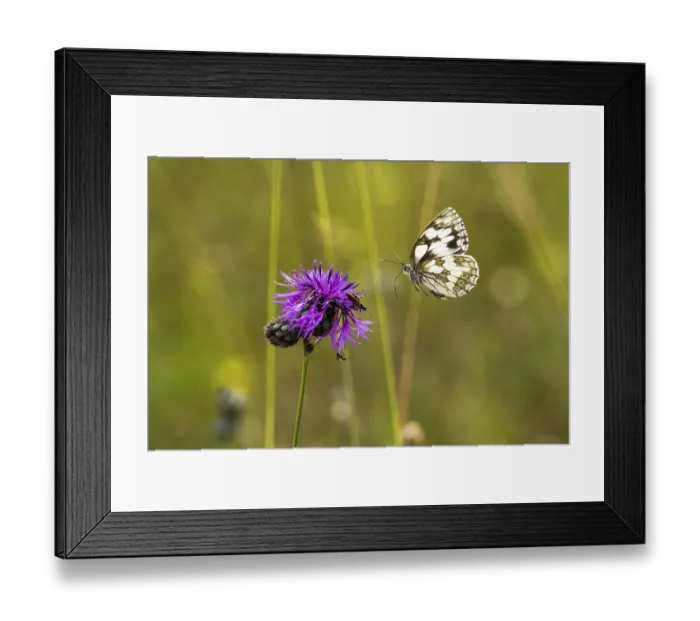 Framed Print : Checkered butterfly (Melanargia galathea) approaching brown knapweed (Centaurea jacea)
