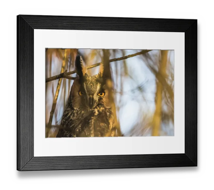 Framed Print : Long-eared owl (Asio otus), animal portrait Framed Print : Long-eared owl (Asio otus), animal portrait