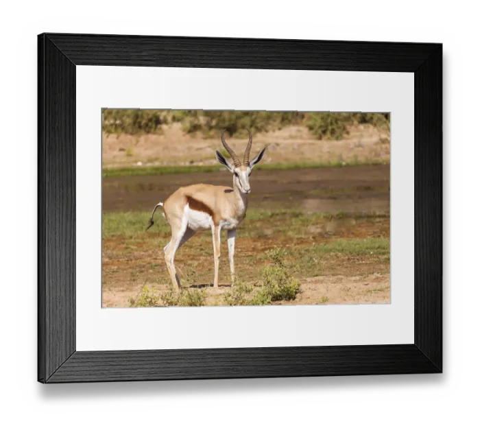 Framed Print : Springbok (Antidorcas marsupialis)