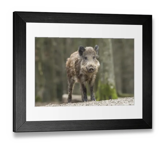 Framed Print : Wild boar (Sus scrofa), Vulkaneifel Framed Print : Wild boar (Sus scrofa), Vulkaneifel