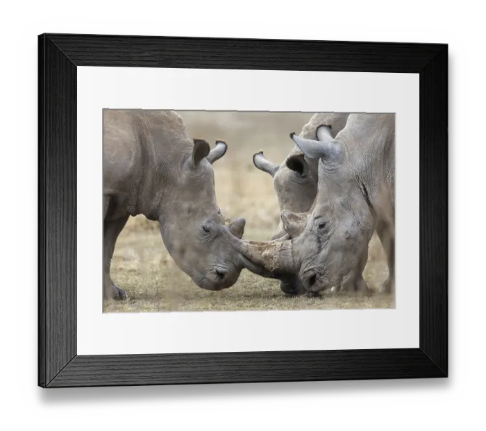 Framed Print : White rhinoceros (Ceratotherium simum)