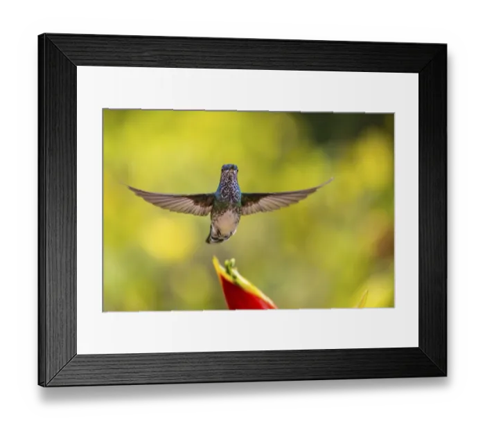 Framed Print : White-naped Hummingbird (Trochilidae) in flight (Florisugra mellivora)