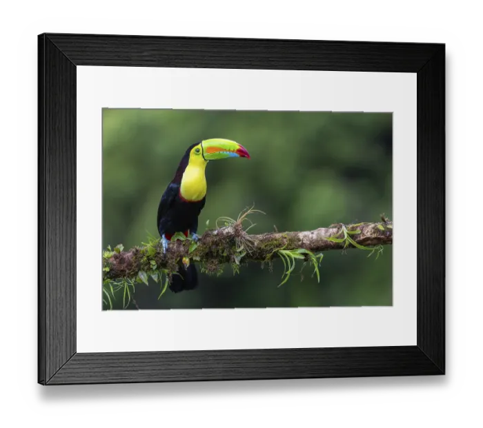 Framed Print : Fishing Toucan (Ramphastos sulfurantus) Framed Print : Fishing Toucan (Ramphastos sulfurantus)