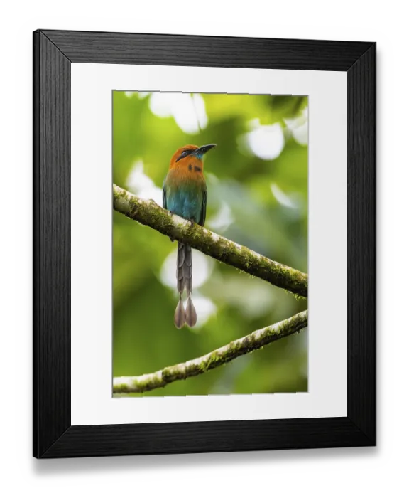 Framed Print : Cinnamon-breasted motmot (Baryphthengus martii)