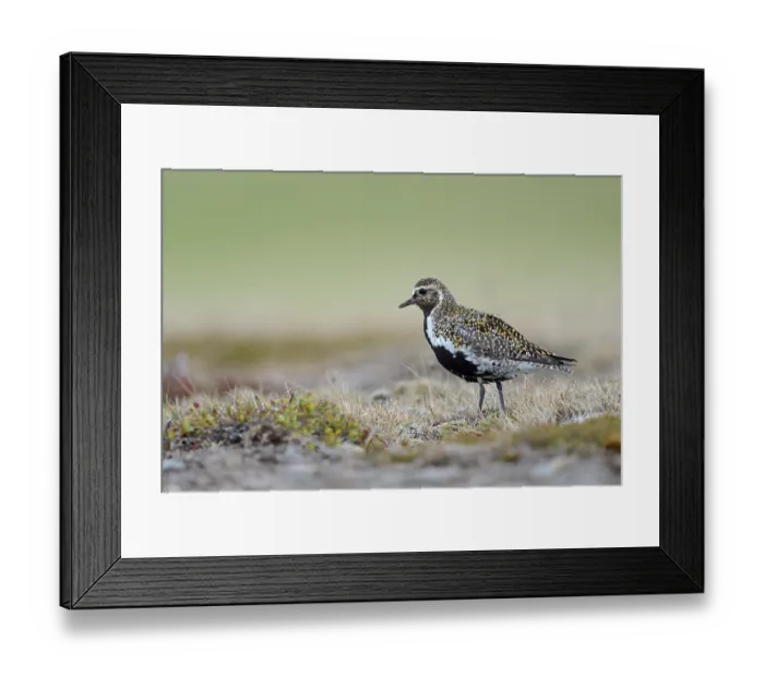 Framed Print : Eurasian golden plover (Pluvialis apricaria) in the grass