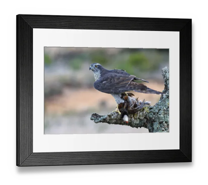Framed Print : Northern goshawk (Accipiter gentilis) with red grouse prey