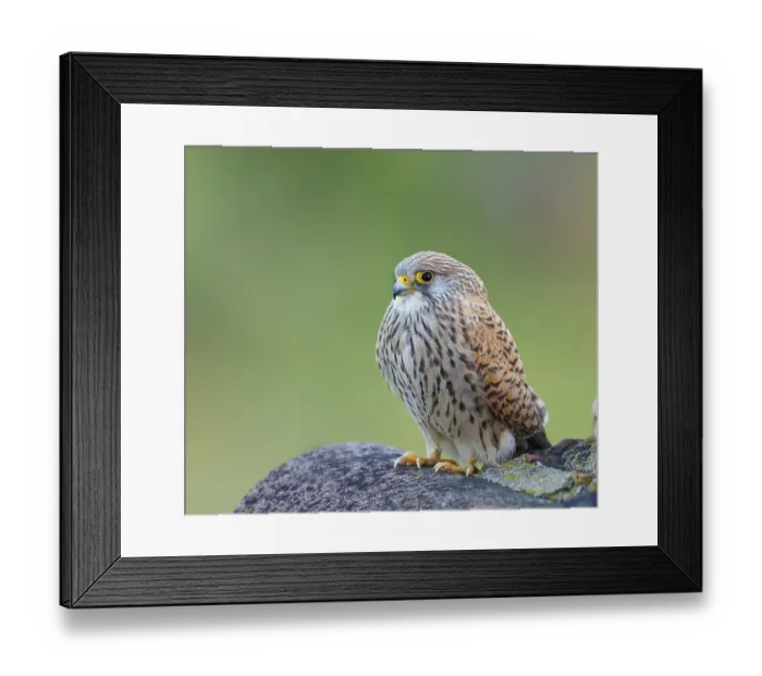 Framed Print : Female lesser kestrel (Falco naumanni)