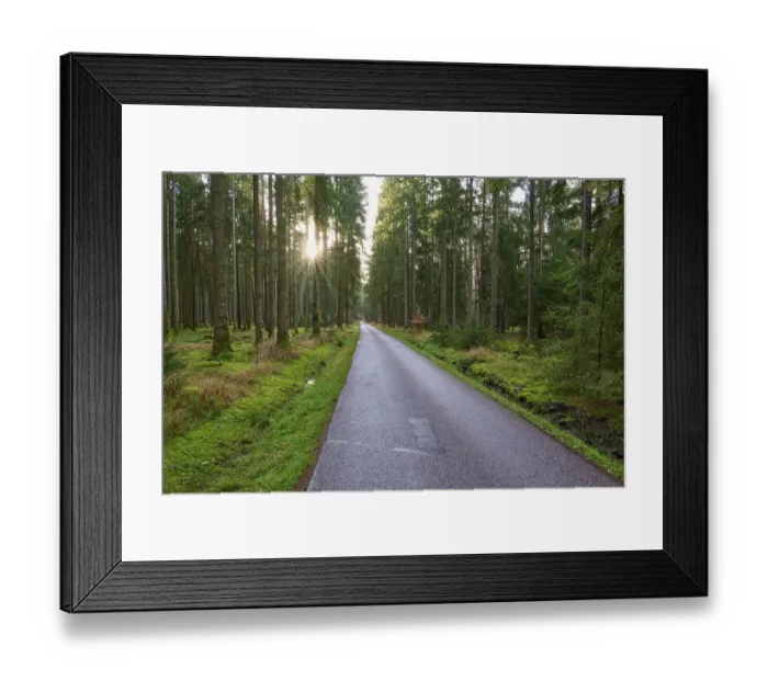 Framed Print : Narrow, quiet path through towering coniferous forest