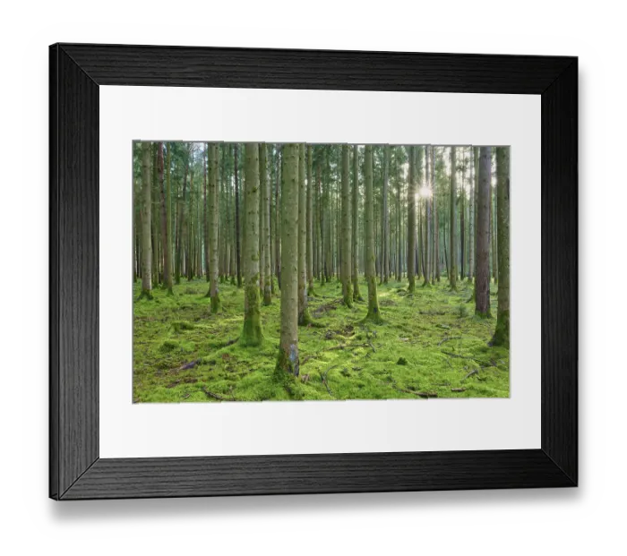 Framed Print : Tranquil coniferous forest in bright green Framed Print : Tranquil coniferous forest in bright green