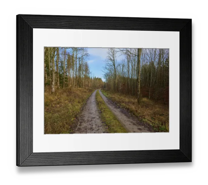 Framed Print : Quiet forest path in autumn, lined with bare trees Framed Print : Quiet forest path in autumn, lined with bare trees