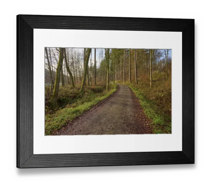 Framed Print : A narrow forest path meanders through the autumn forest under leafless treetops Framed Print : A narrow forest path meanders through the autumn forest under leafless treetops