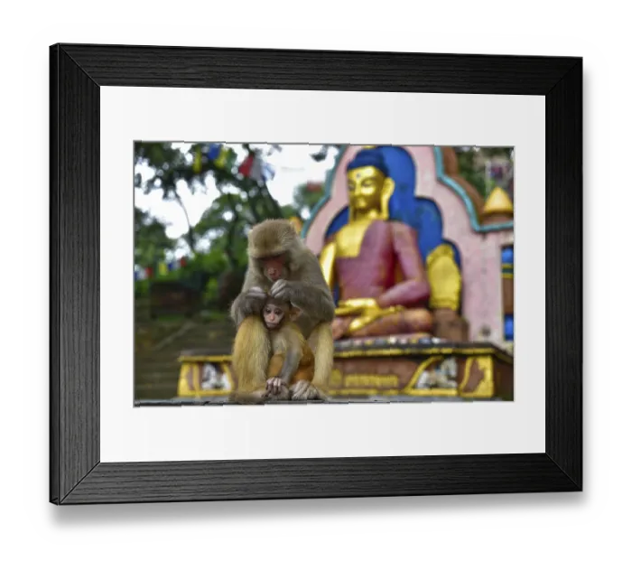 Framed Print : Monkeys at Swayambhu, Monkey Temple Framed Print : Monkeys at Swayambhu, Monkey Temple