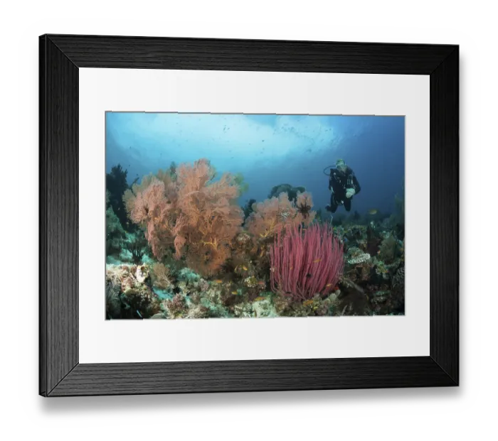 Framed Print : Scuba Diving over Coral Reef, Raja Ampat